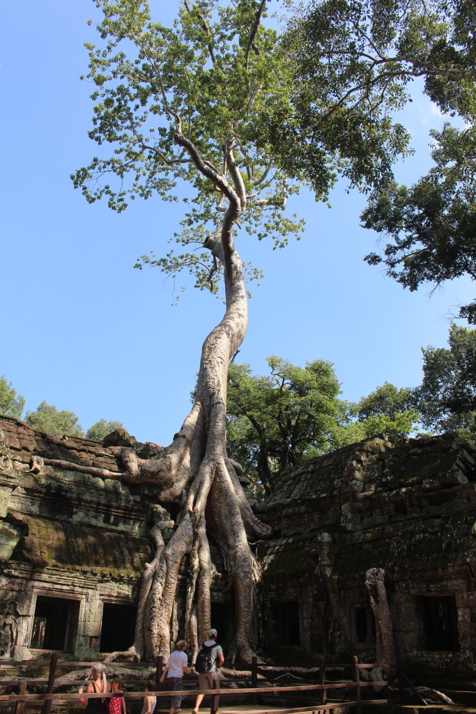 The infamous tree at Ta Prohm